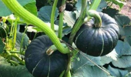 痞幼网红被爆料吃瓜